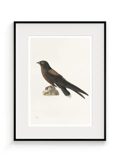 Dažďovník (Hirundapus caudaculus), Paul Hüet, 19. storočie
