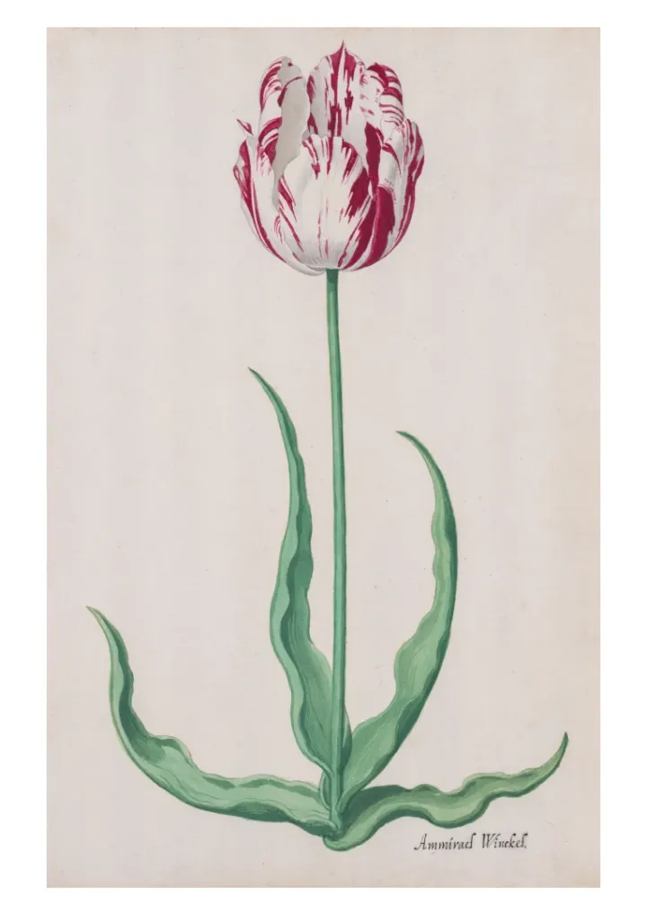 Tulipán (Ammirael Winckel), Pieter Holsteyn II, c.1645