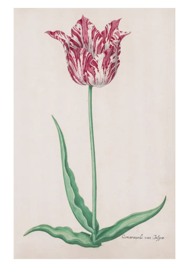 Tulipán (Gemarmerde van Jasper), Pieter Holsteyn II, c.1645