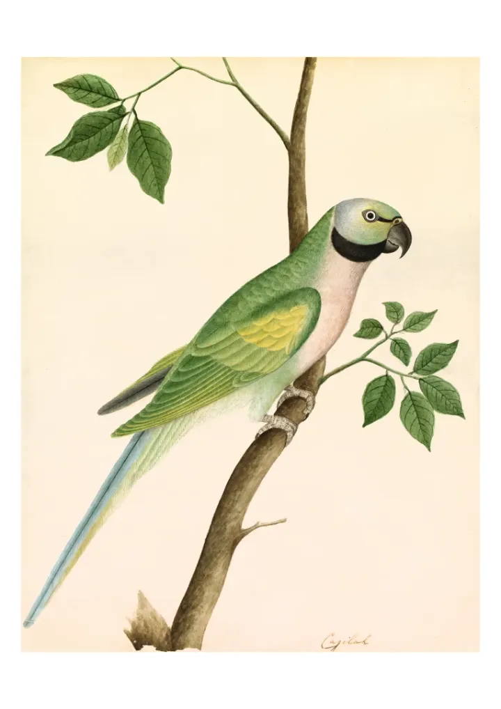 Zelený Papagáj, neznámy umelec, c.1820