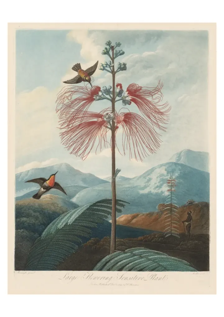Veľká citlivá kvitnúca rastlina, Joseph Constantine Stadler, 1799
