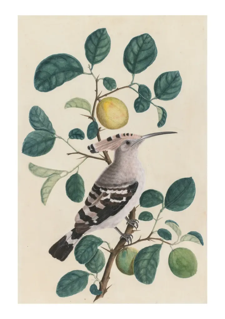 Dudok na vetve citrusového stromu, neznámy umelec, c.1800