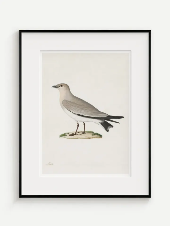 Prieložník (Glareola lactea), Paul Hüet, 19. storočie